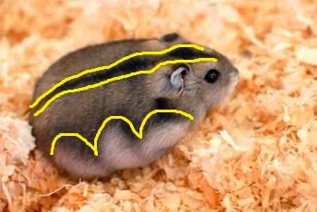 spark create imagine jumbo unicorn