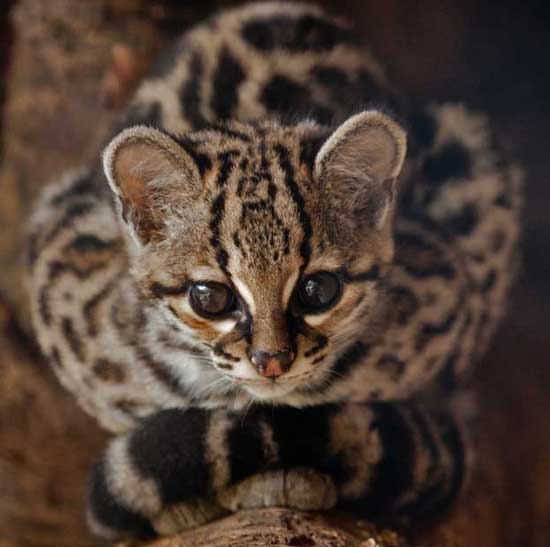 Blog About Cats Margay Photos