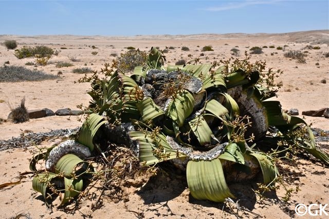 Welwitschia mirabilis