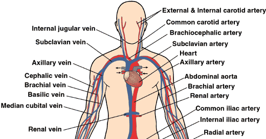 Circulatory System: What Does the Circulatory System Do?