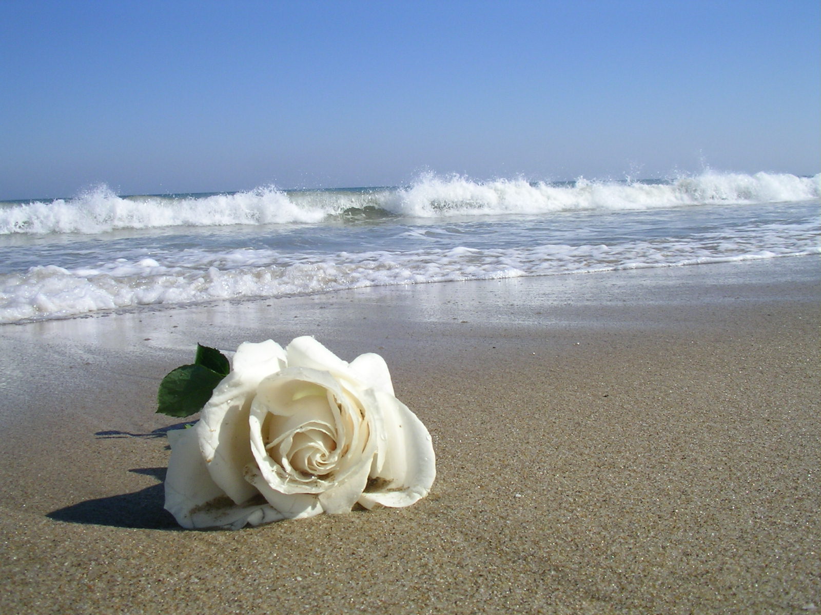 Resultado de imagen de rosas blancas en el mar