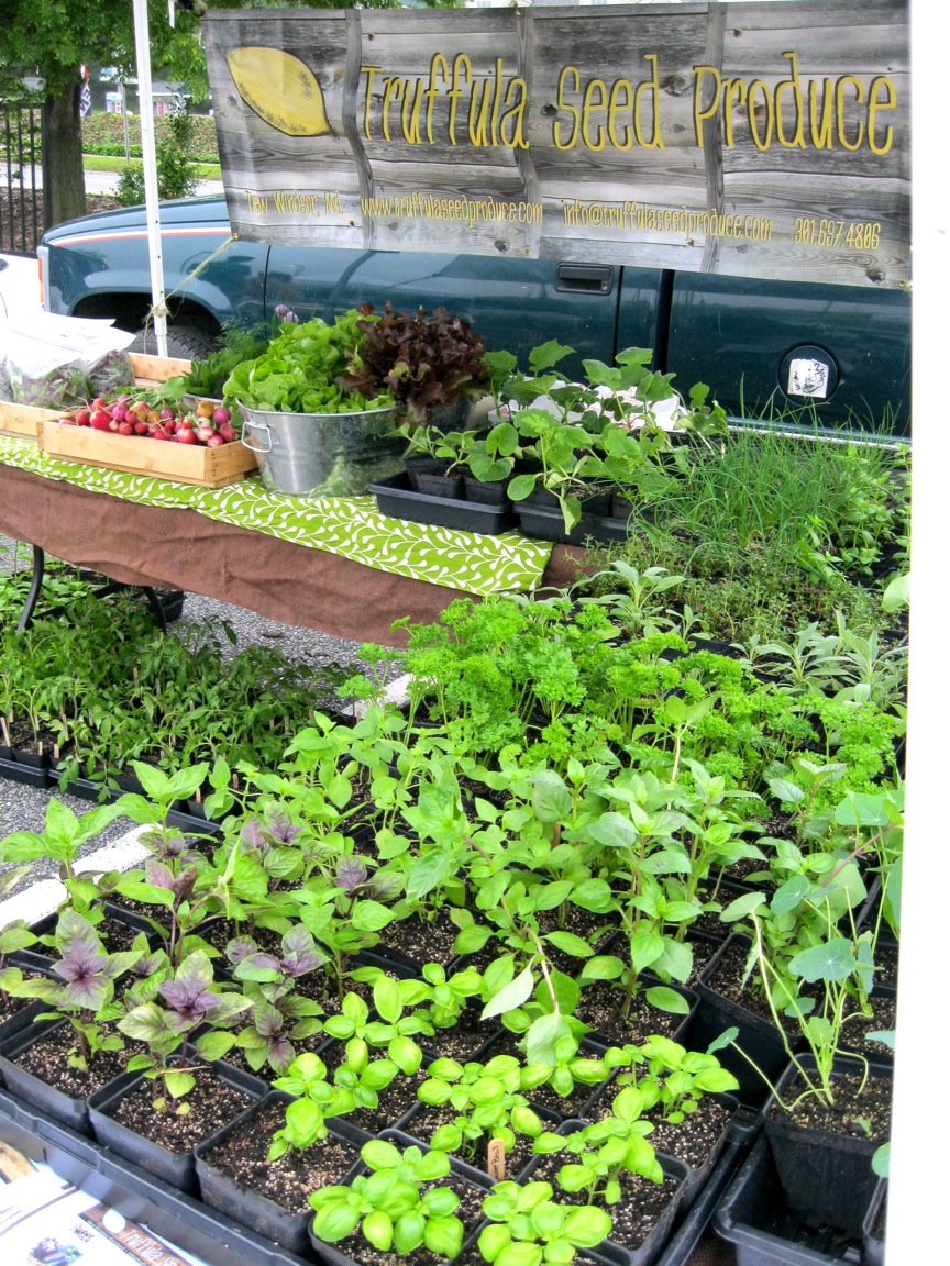 What's New at Truffula Seed Produce Plant Sale!
