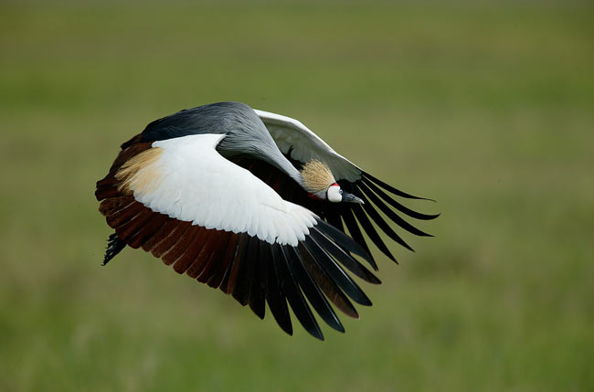 Bird watching in Kenya