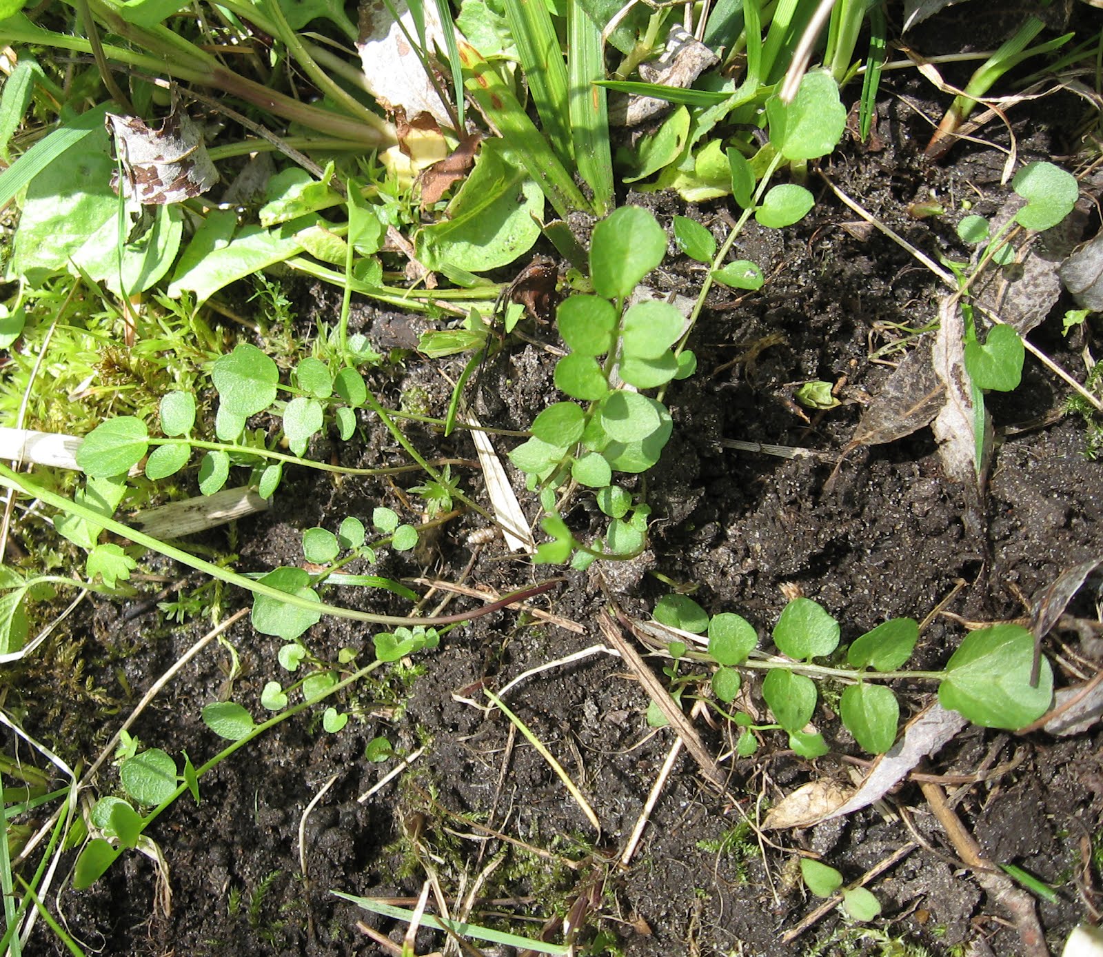 Basal Leaves