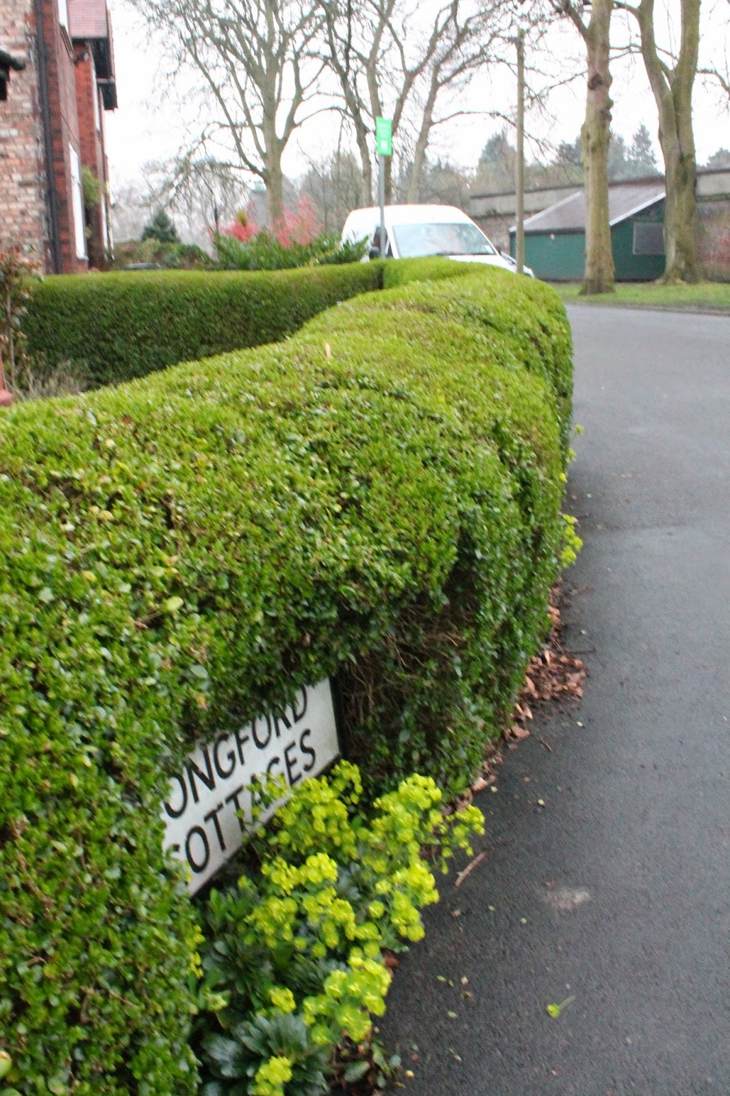 Plants Blog Alex Wood Ligustrum Ovalifolium Garden Privet
