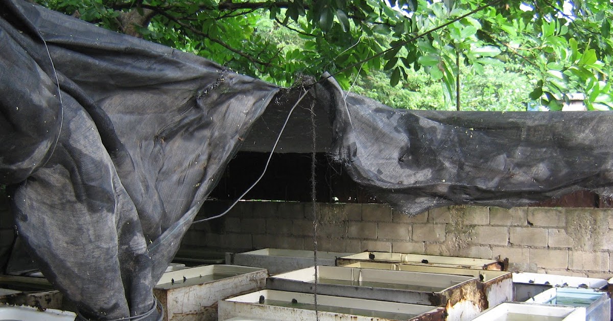 Fish Farming ornamental fish farming in Jamaica