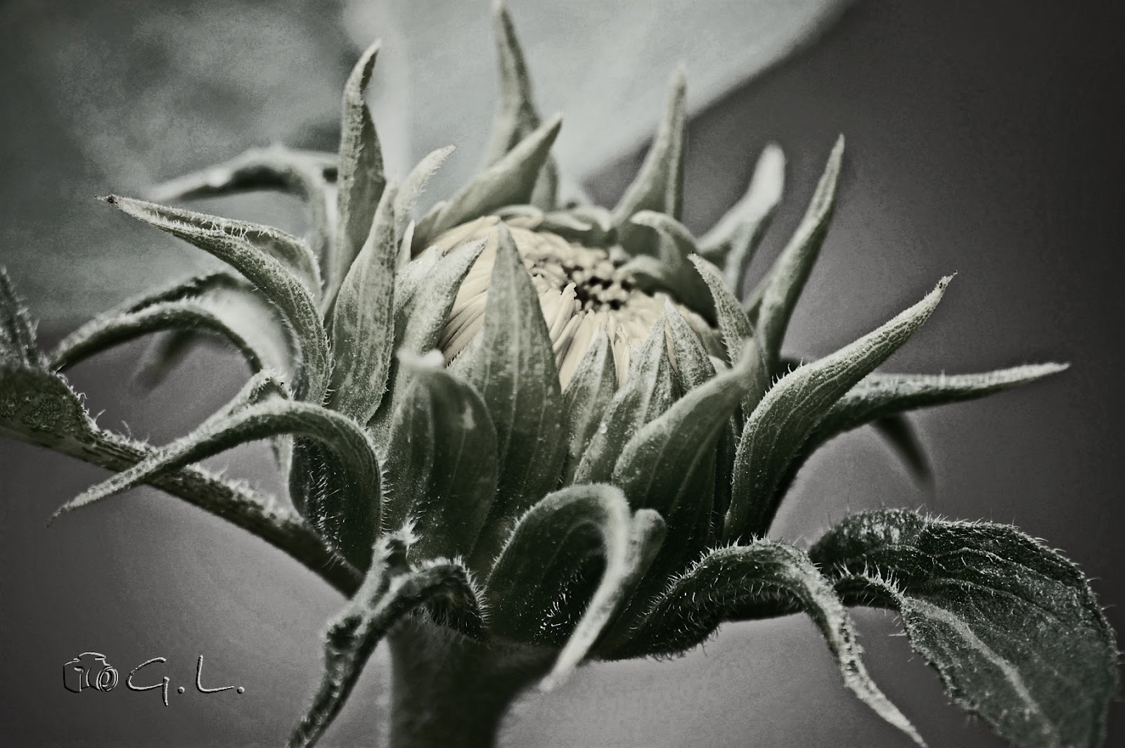 Nahes Und Fernes Sommer Sonne Sonnenblume