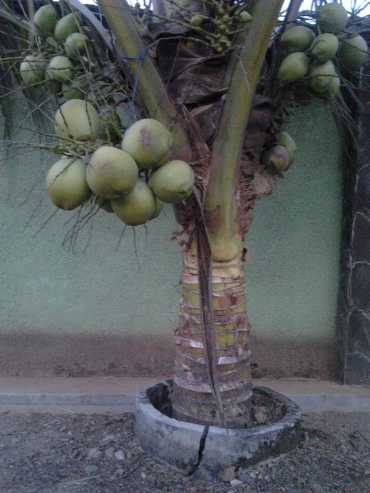 bibit kelapa kopyor genjah pati berkualitas tinggi bibit kelapa kopyor genjah pati berkualitas tinggi