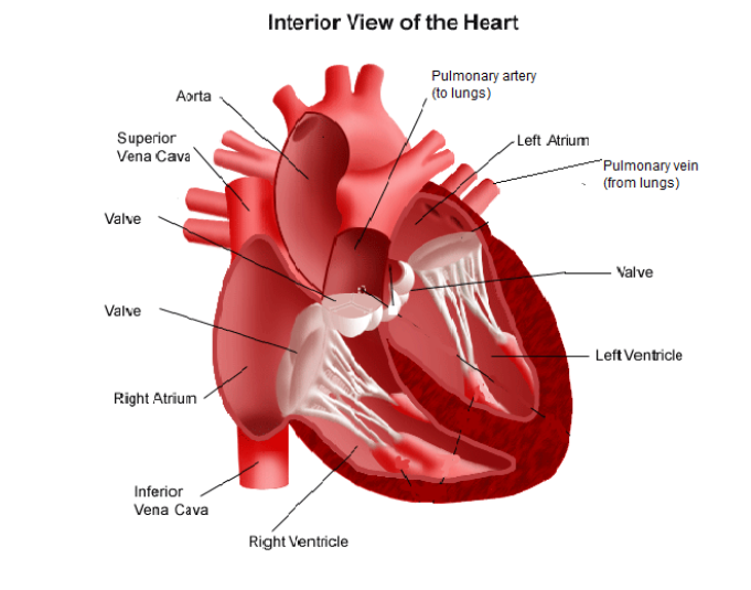 Detailed Heart Diagram Pics Photos Heart Diagram Labeled