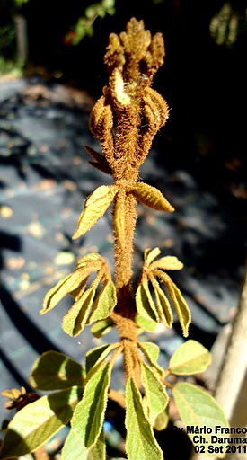 Ramo jovem de Ipê-Amarelo