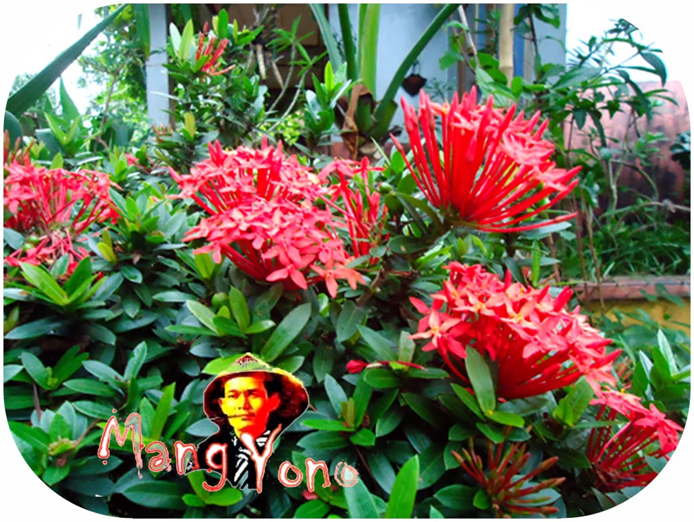 Indahnya Taman Dengan Bunga Asoka Yang Memikat Hati ~ Blog Mang Yono