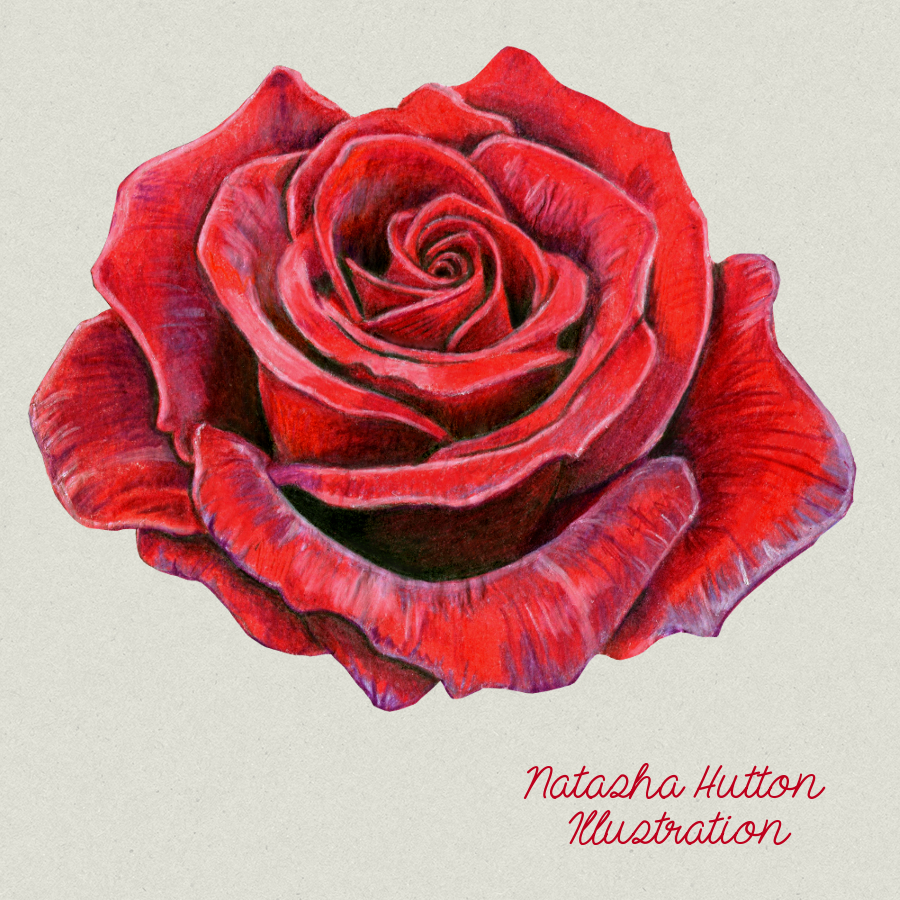 Realistic Red Rose Drawing Realistic Red Rose Drawing
