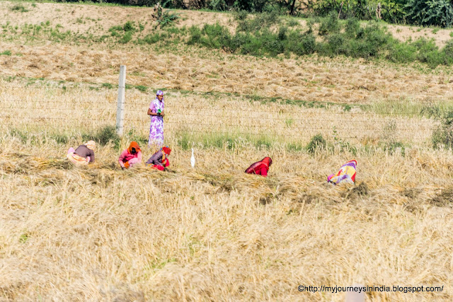 Farmers in Wheatfield Rajasthan