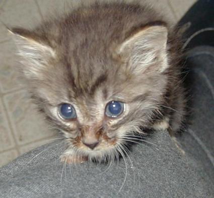 Funny Big Cats Wallpaper Desktop Hd Beautiful Cat Wallpapers