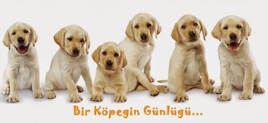 Bir Köpeğin Günlüğü...