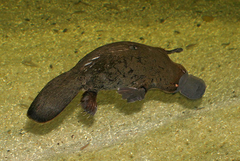 The Animal Blog: Worlds Most Venomous Mammals