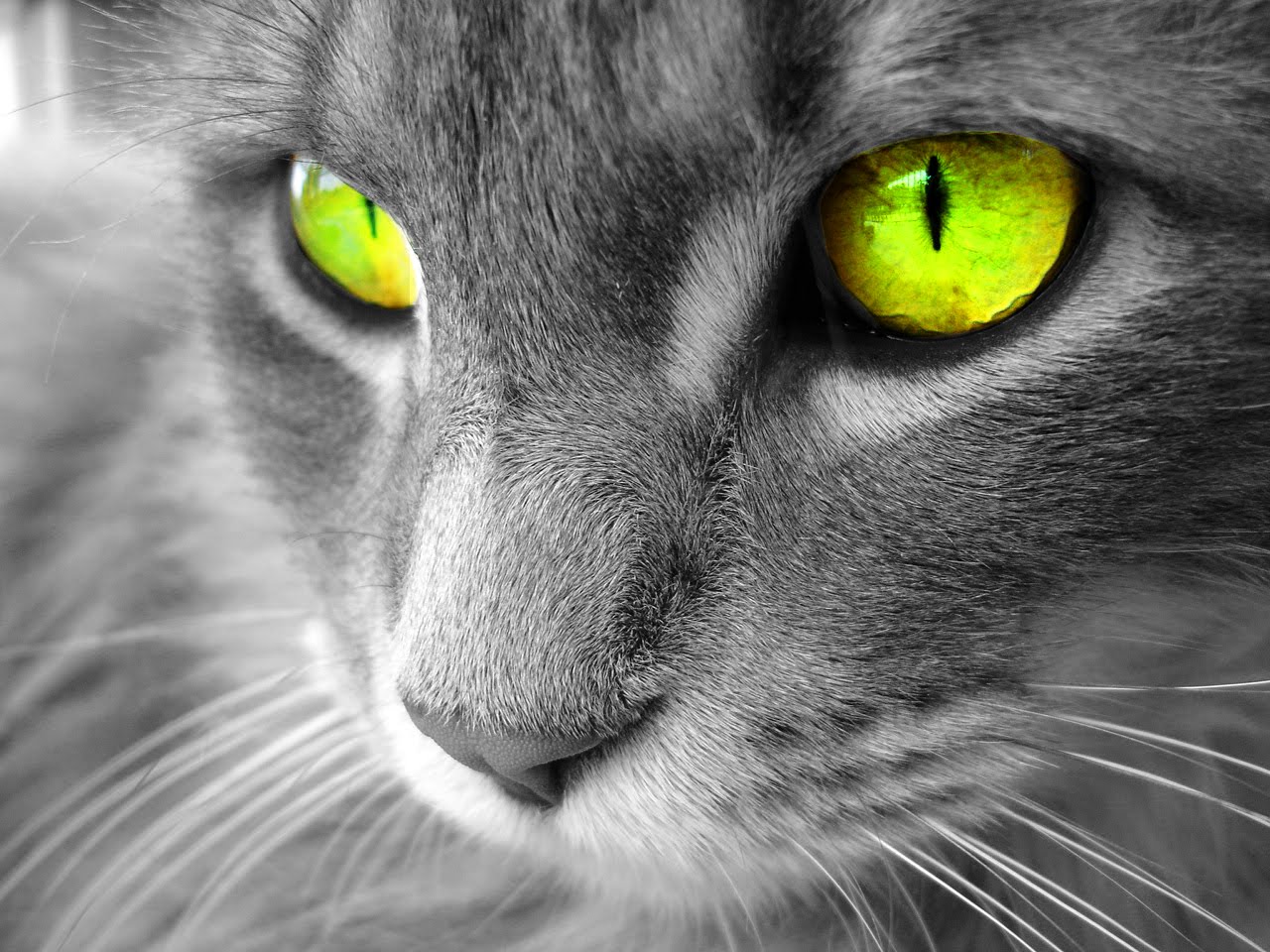 http://2.bp.blogspot.com/-GVlQH_wYT_k/T9N-ZpmnbnI/AAAAAAAAAGM/WJRamhtrzLc/s1600/gato+ojos+verdes+wallpaper+animales.jpg