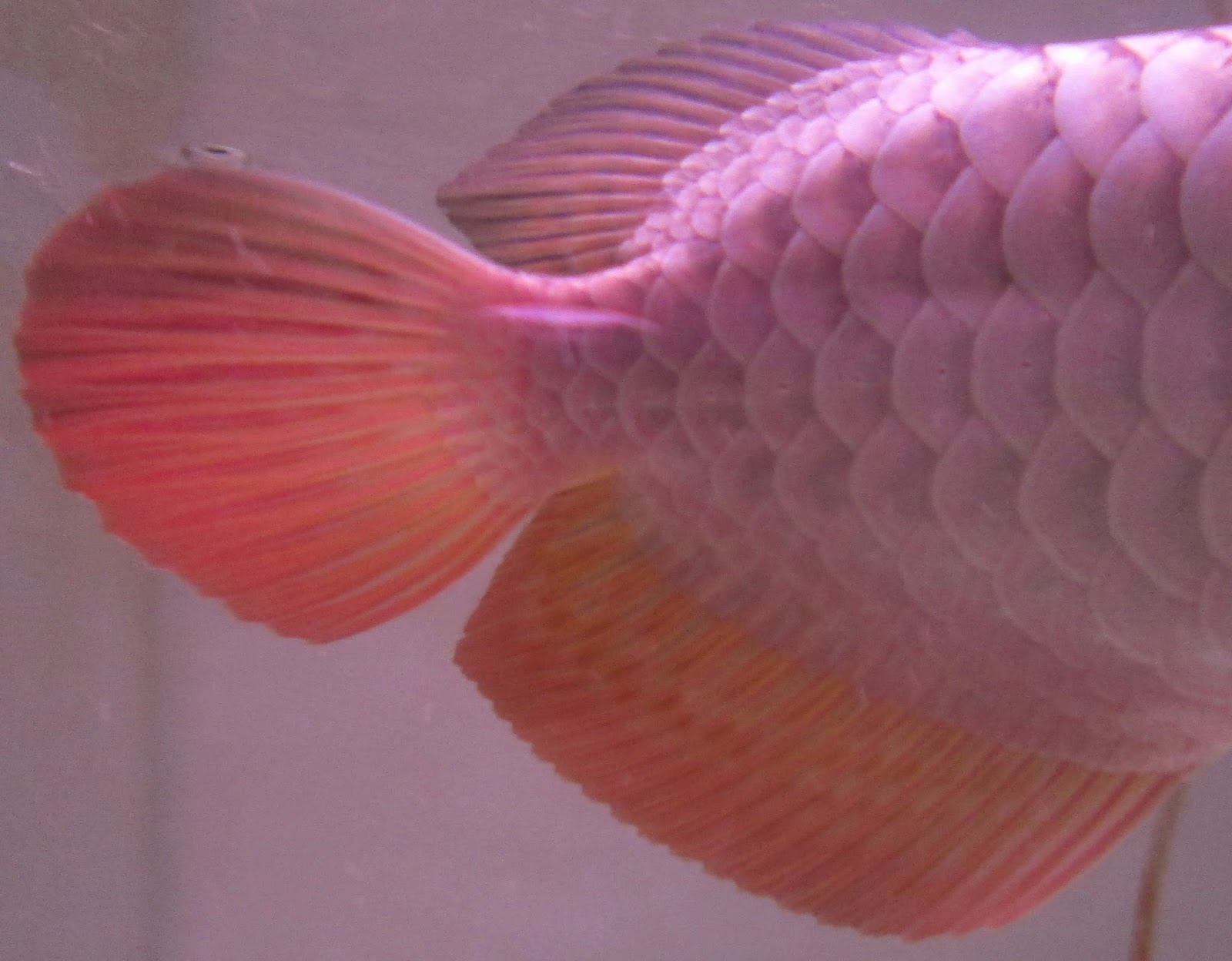 Arowana Keeping & Breeding in Aquarium MONOLOGUE about The AROWANA