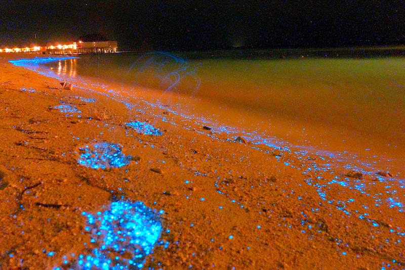 Maldives beach Glows at night