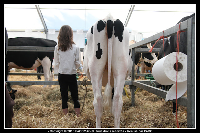 petite fille aux côtés de d'une vache à la foire Commerciale et Agricole de Sedan