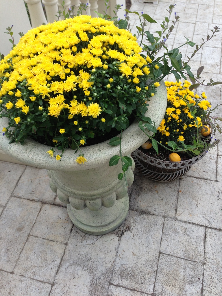 Rattlebridge Farm She�s Gone to Pot