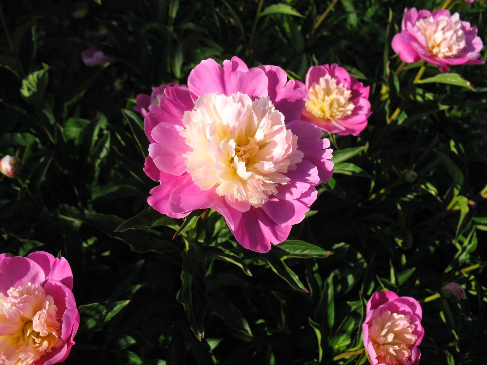 Pivoine Gay Parée