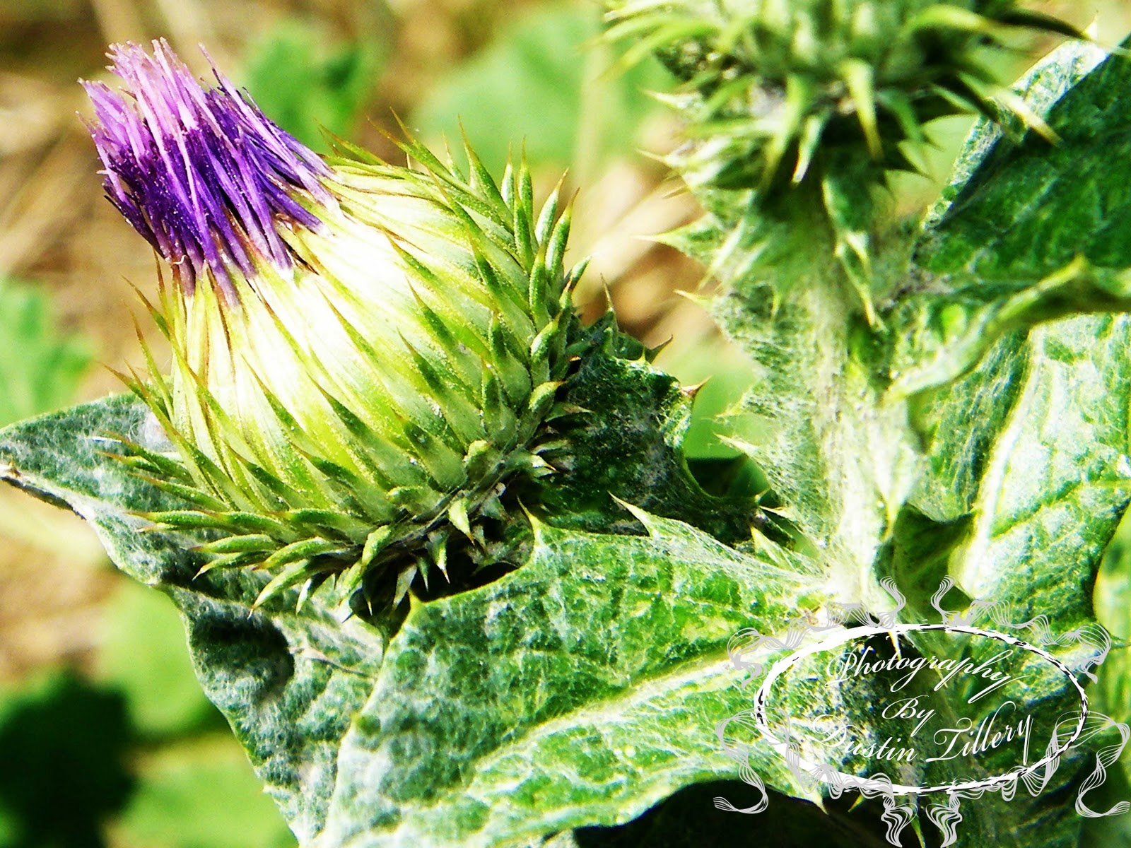 Dustin Tillery Portfolio Flowers &amp; Plant Life Macro
