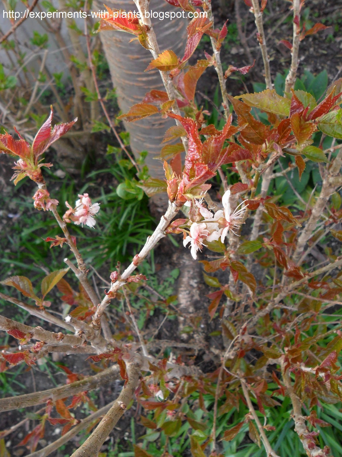 Experiments with Plants Cherry Blossom Tree (08 JAN 2012)