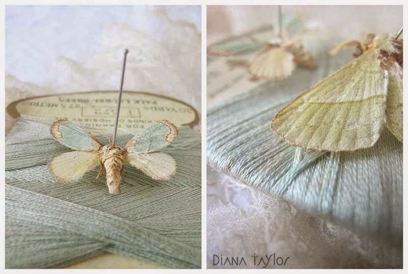 Velvet Moth Studio Vintage Moths and Yarn Cards