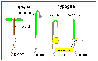 Perbedaan epigeal dan hipogeal