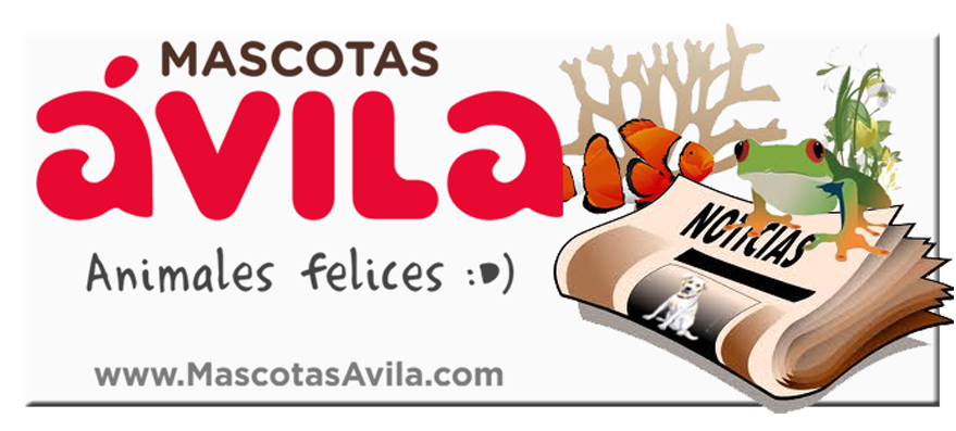 Mascotas Avila Noticias
