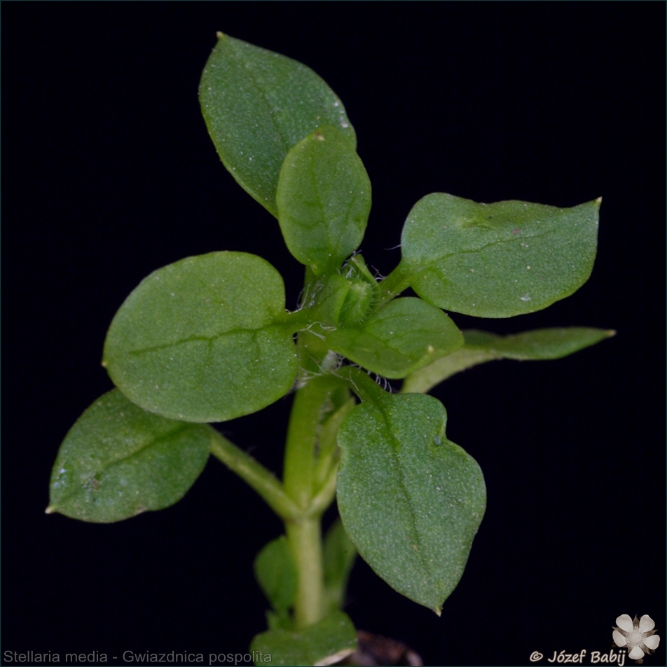 Stellaria media - Gwiazdnica pospolita