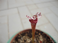 Sarracenia