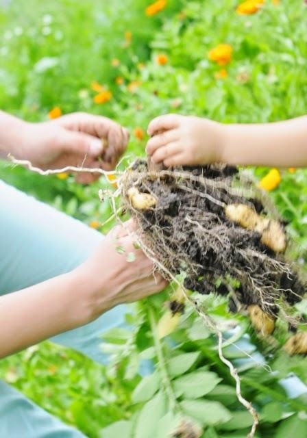 recolter ensemble photo jardin sauvage non libre de droit