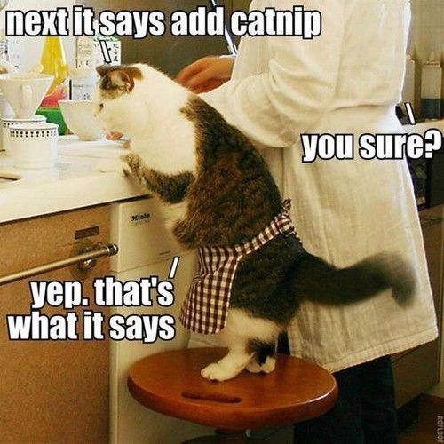 cat humor #4