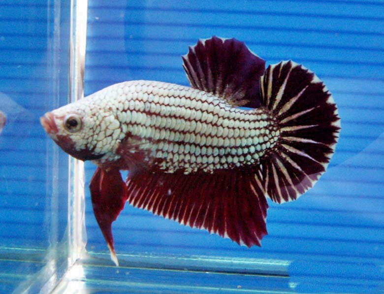 Kondisi Air yang Baik Untuk Ikan Cupang - Akuarium Ikan Hias