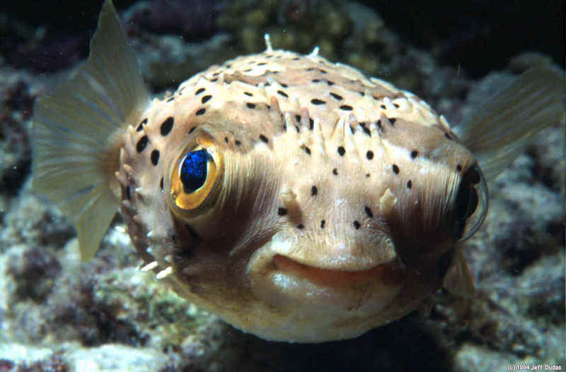 cute puffer fish