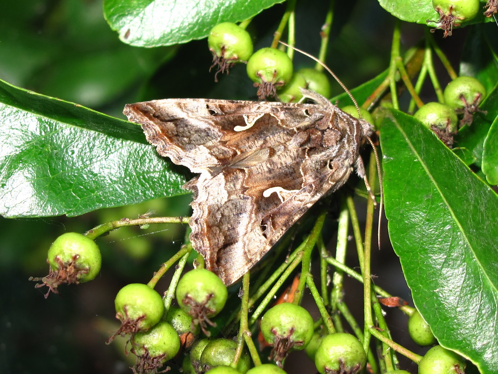 BugBlog Some dayflying moths