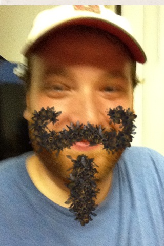 Bees Beard