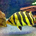 Indonesia Tiger Fish