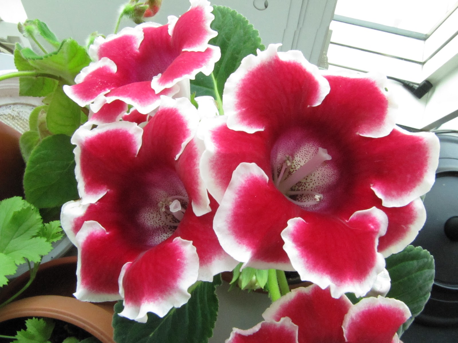 Flower Homes Gloxinia Flowers