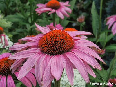 grosse marguerite rose