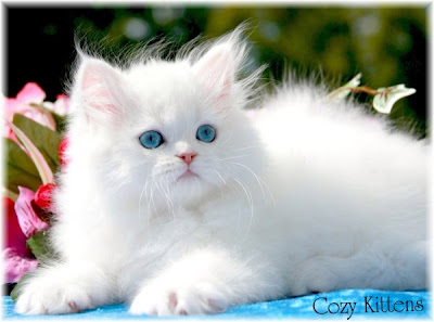 white persian kitten with blue eyes