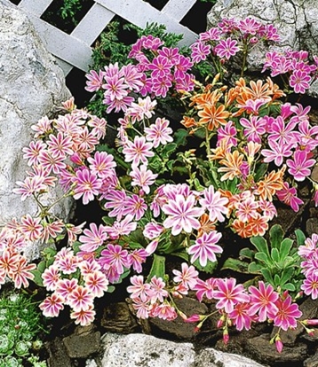 Terrassen Und Balkonbepflanzung Meine Pflanzen Fur Die Pflanzringe