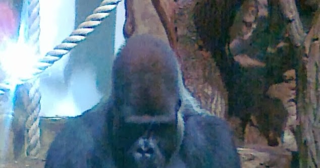 Pat Papertown 2: The Meditative Gorilla at Warsaw Zoo