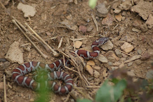 Corn Snake