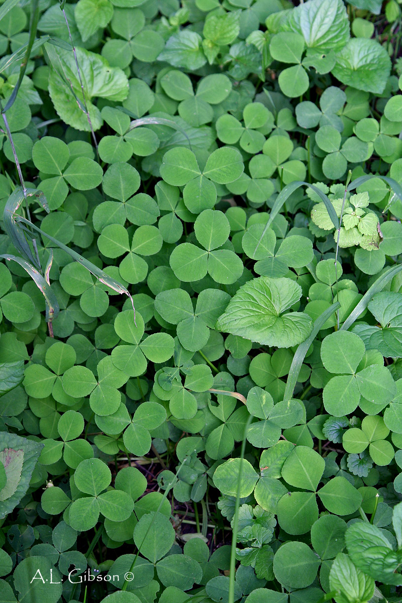 The Buckeye Botanist Running Buffalo Clover, Orchids and a Native Honeysuckle, Oh My!