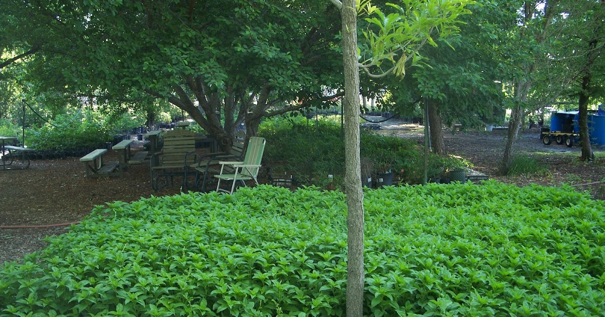 Trees That Please Nursery