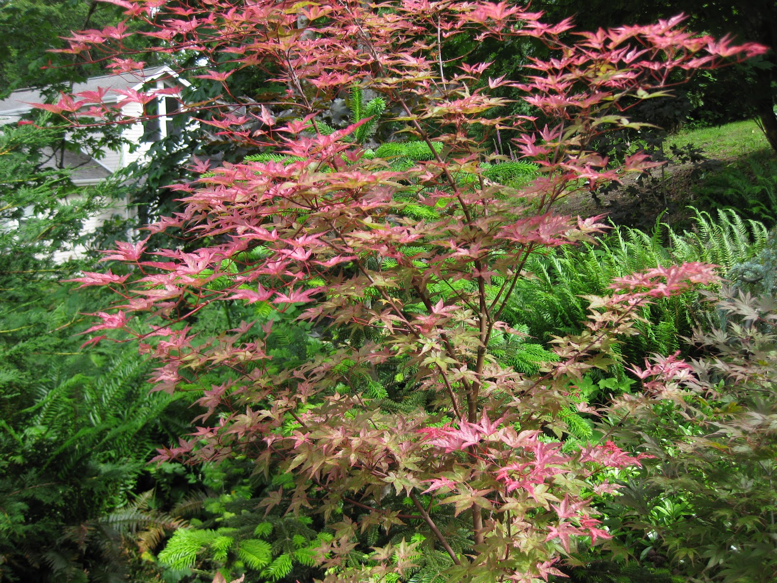 Mary's Maples: Acer palmatum Beni komachi
