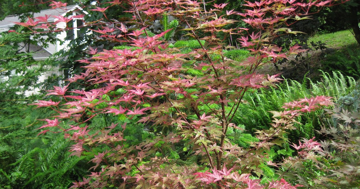 Mary's Maples: Acer palmatum Beni komachi
